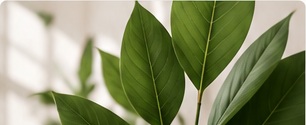 Green plant